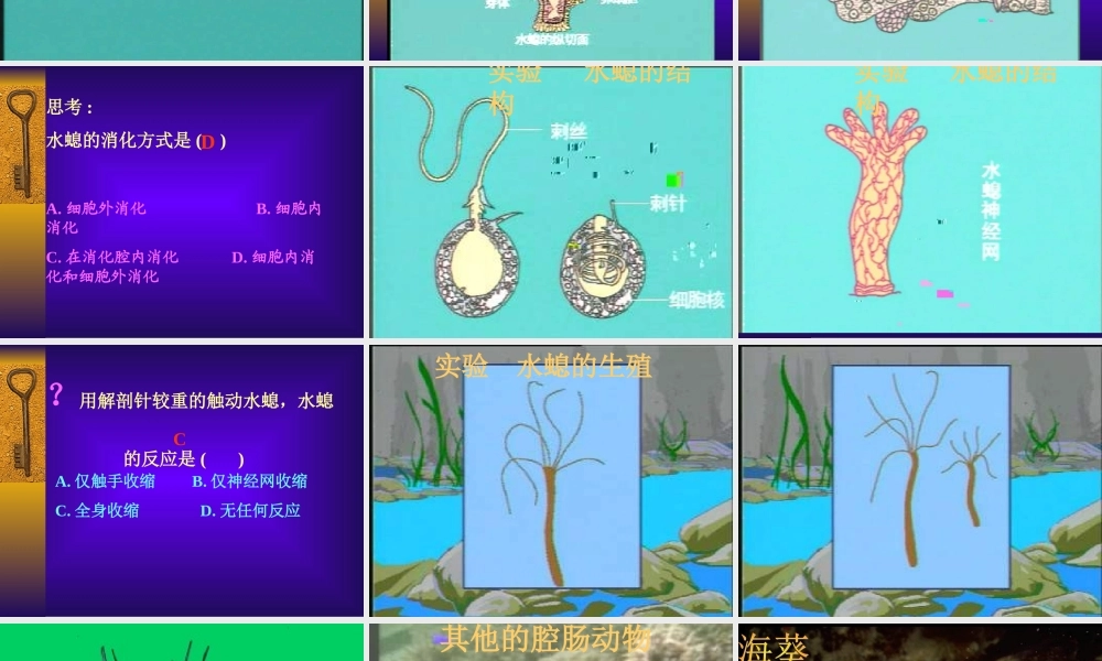 八年级生物 第二章腔肠动物门课件
