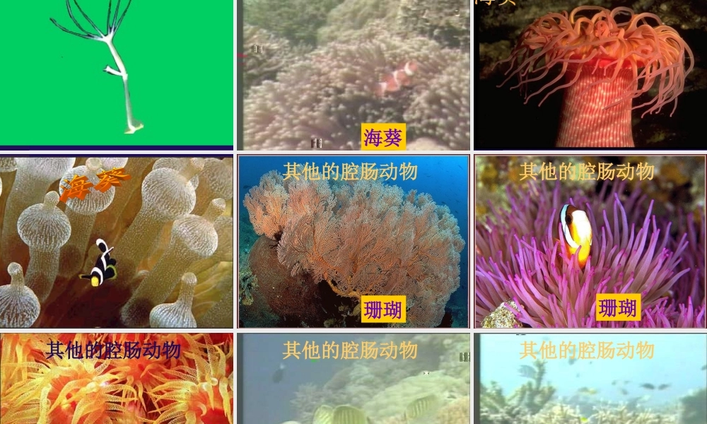 八年级生物 第二章腔肠动物门课件