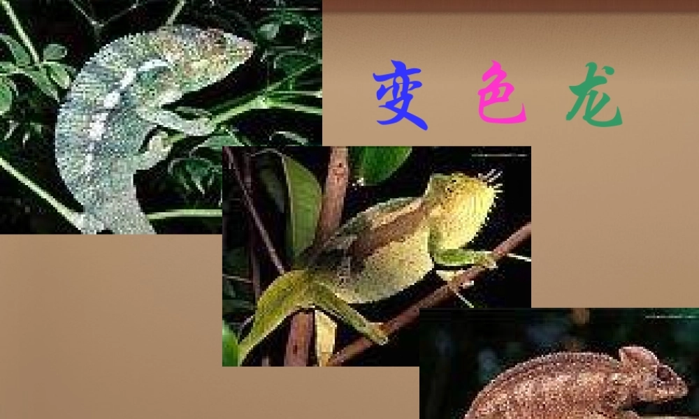 中学九年级语文下册 7(变色龙)课件 新人教版 课件