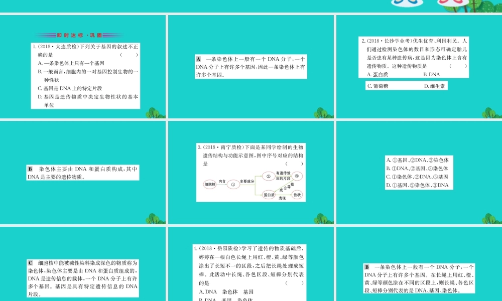 八年级生物下册 7.2.2 基因在亲子代间的传递习题课件(新版)新人教版 课件
