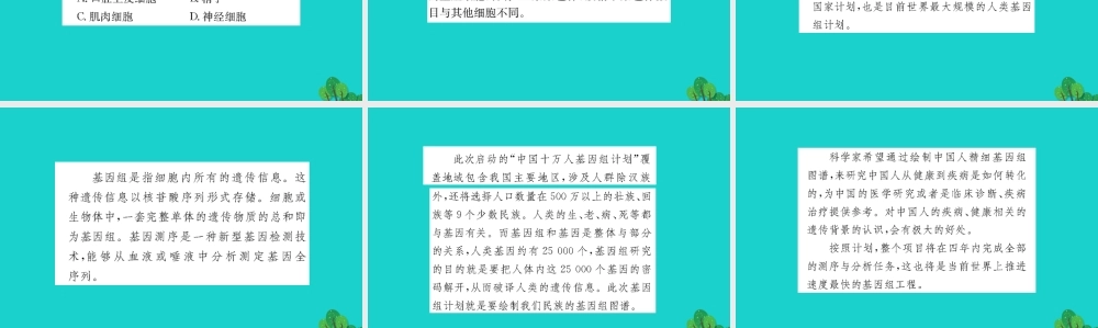 八年级生物下册 7.2.2 基因在亲子代间的传递习题课件(新版)新人教版 课件