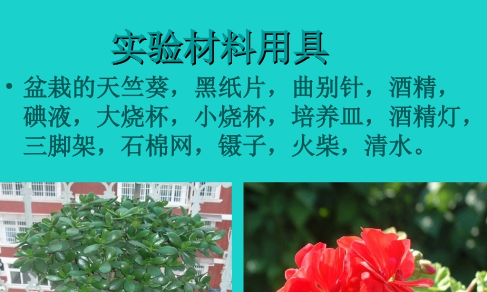 八年级生物上册 第三单元 第三章 第一节 光合作用的产物 实验思考讨论课件 冀少版 课件