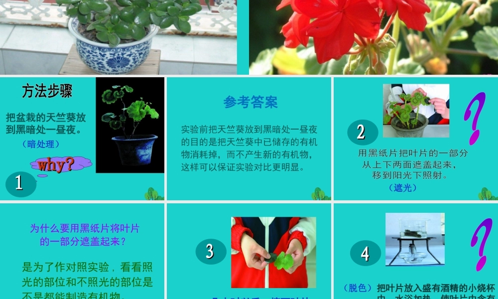 八年级生物上册 第三单元 第三章 第一节 光合作用的产物 实验思考讨论课件 冀少版 课件