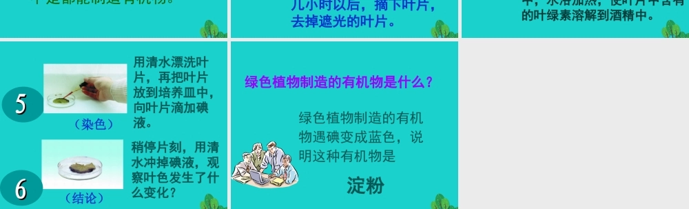 八年级生物上册 第三单元 第三章 第一节 光合作用的产物 实验思考讨论课件 冀少版 课件