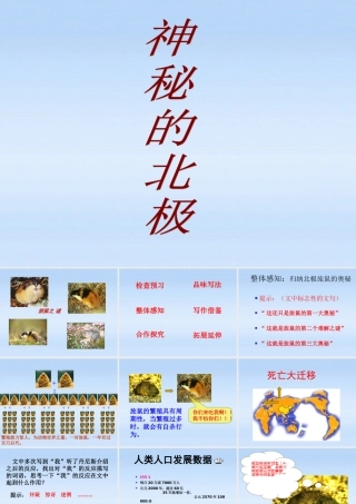 八年级语文 神秘的北极课件