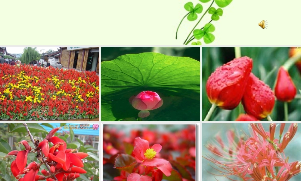 花儿为什么这样红 (3)