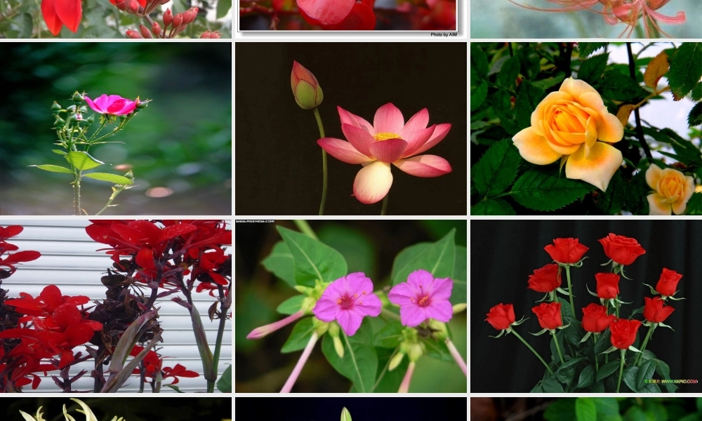 花儿为什么这样红 (3)