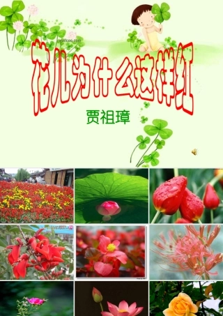 花儿为什么这样红 (3)