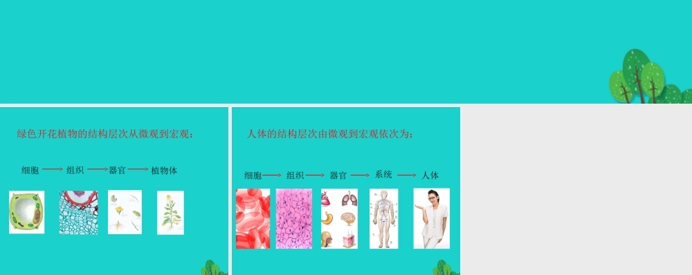 七年级生物上册 第三章 第二节 生物体 生物体的结构层次课件 (新版)北京版 课件