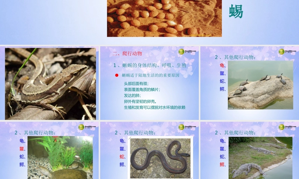 八年级生物上册 第五单元 1.5 爬行动物课件2 (新版)新人教版 课件