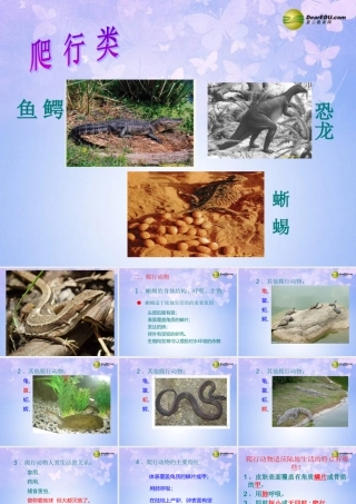 八年级生物上册 第五单元 1.5 爬行动物课件2 (新版)新人教版 课件