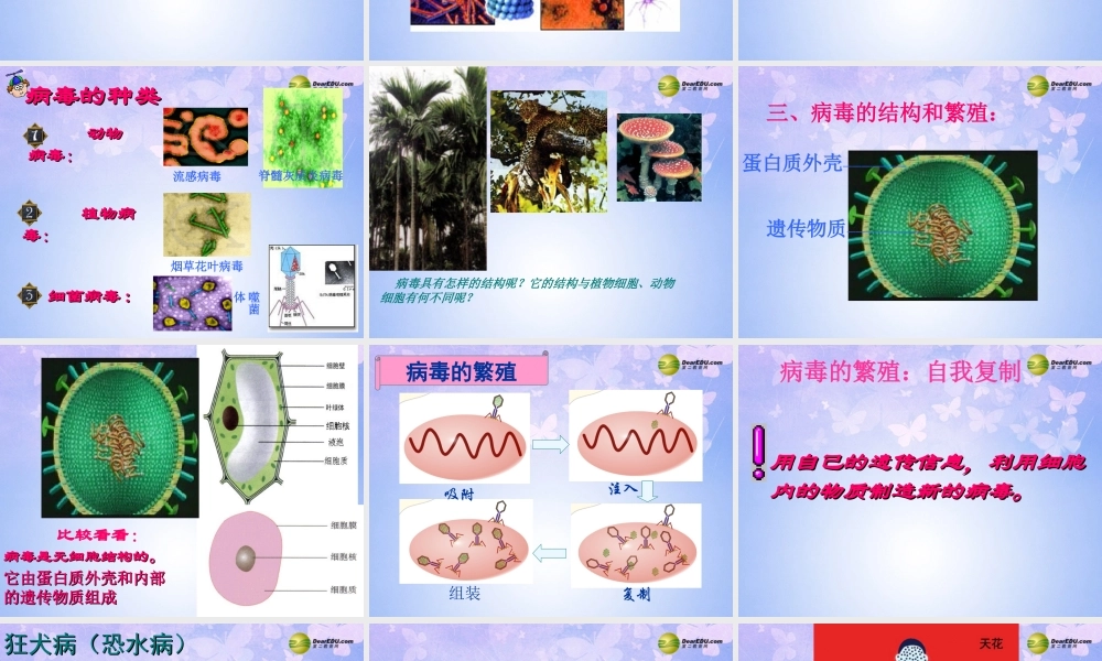 八年级生物上册 第五章 病毒课件 新人教版 课件