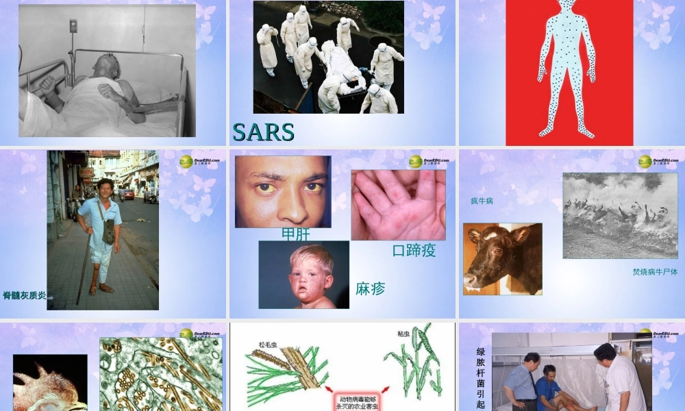 八年级生物上册 第五章 病毒课件 新人教版 课件