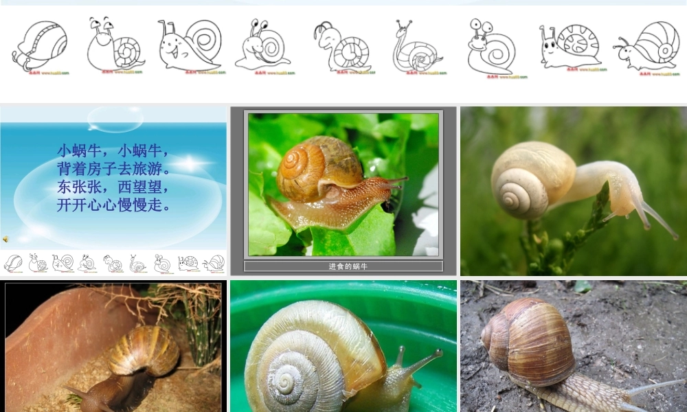 小蜗牛慢慢爬