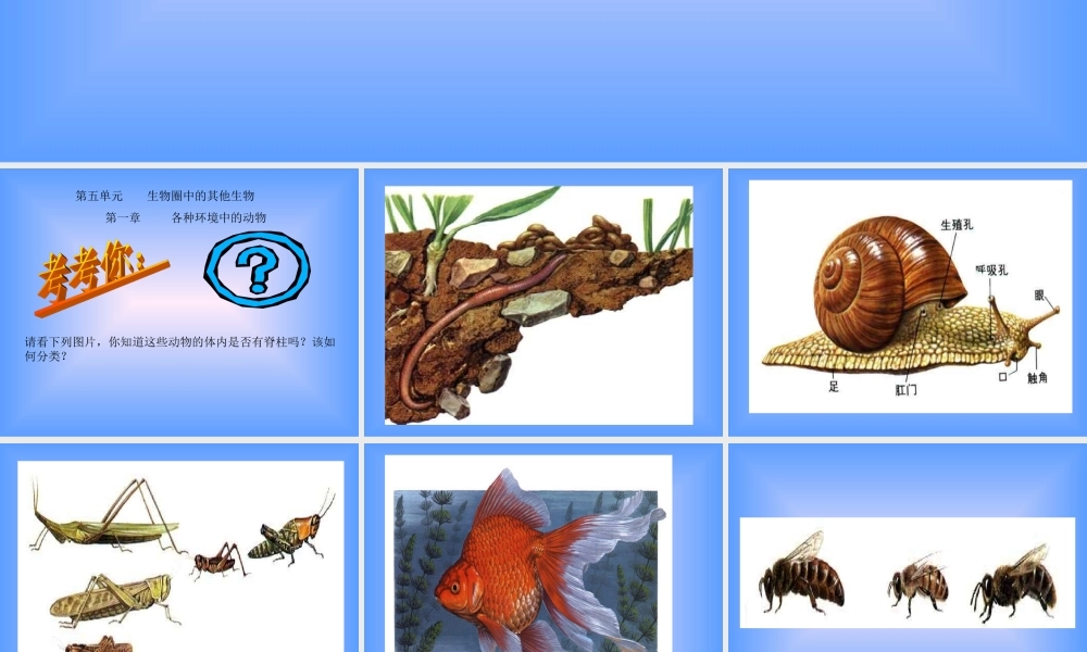 初二生物课件(1)