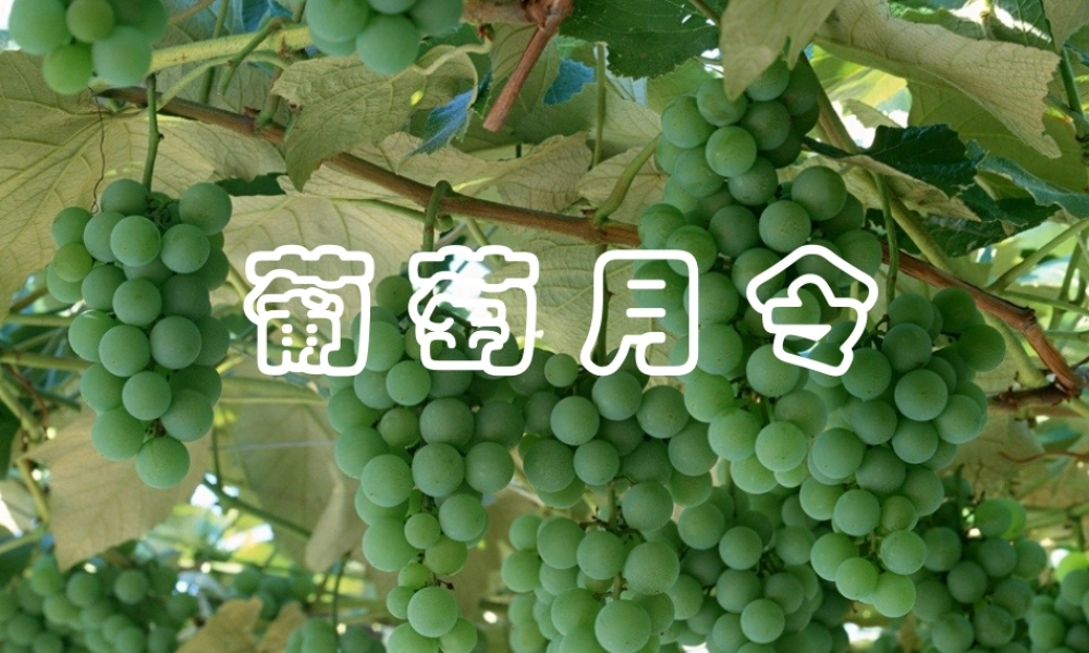 九年级语文葡萄月令1课件