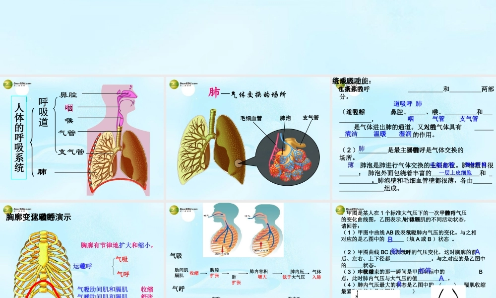 中学七年级生物下册 呼吸系统课件 新人教版 课件