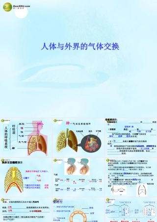中学七年级生物下册 呼吸系统课件 新人教版 课件