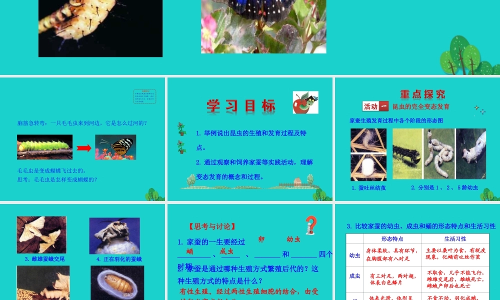 八年级生物下册 7.1.2 昆虫的生殖和发育课件 八年级生物下册 7.1.2 昆虫的生殖和发育课件+素材(新版)新人教版 八年级生物下册 7.1.2 昆虫的生殖和发育课件+素材(新版)新人教版-2