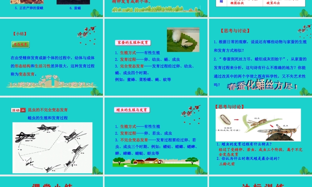 八年级生物下册 7.1.2 昆虫的生殖和发育课件 八年级生物下册 7.1.2 昆虫的生殖和发育课件+素材(新版)新人教版 八年级生物下册 7.1.2 昆虫的生殖和发育课件+素材(新版)新人教版-2