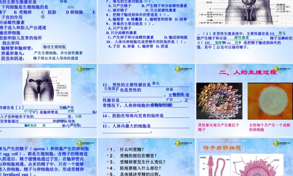 八年级生物上册 第二节 人的生殖课件 鲁科版 课件