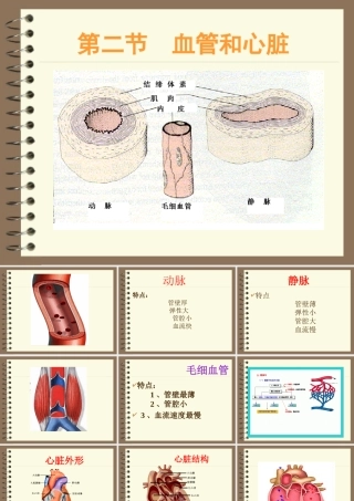 八年级生物 心脏和血管课件