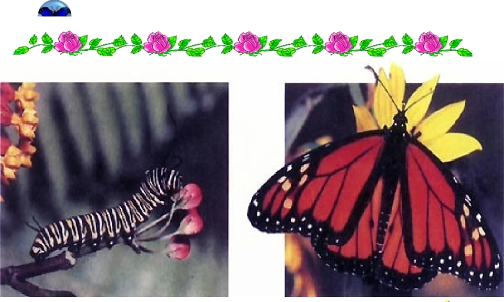 八年级生物：第二节 昆虫的生殖和发育课件人教版 课件