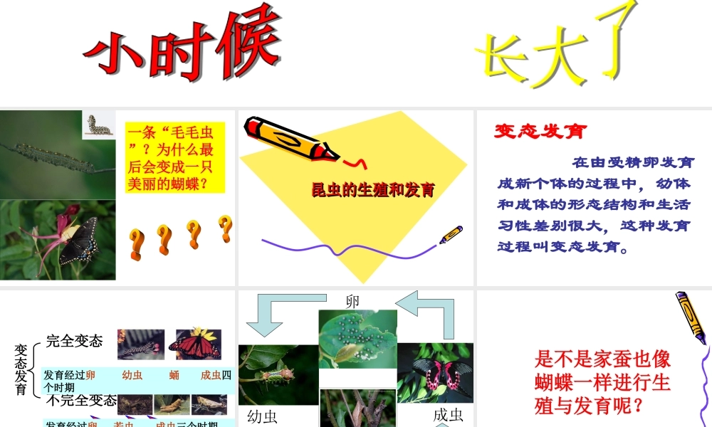 八年级生物：第二节 昆虫的生殖和发育课件人教版 课件