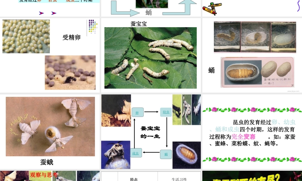 八年级生物：第二节 昆虫的生殖和发育课件人教版 课件