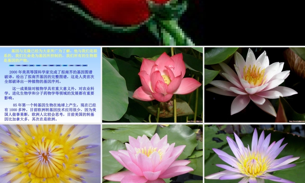 八年级语文送你一束转基因花课件 苏教版 课件