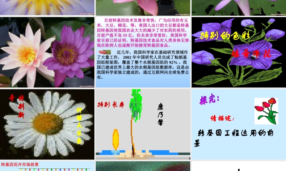 八年级语文送你一束转基因花课件 苏教版 课件