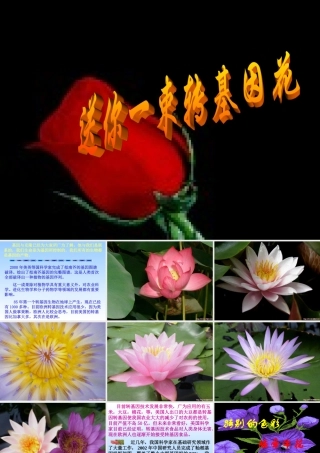 八年级语文送你一束转基因花课件 苏教版 课件