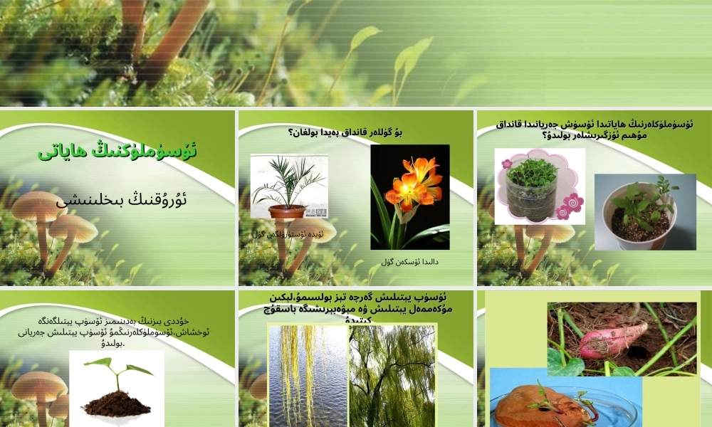 科学小学三年级上册植物的生命种子的发芽