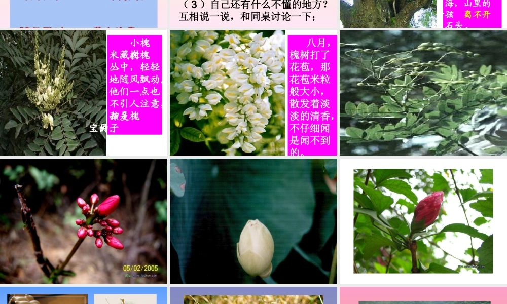 人教版小学语文三年级上册《槐乡的孩子》PPT课件