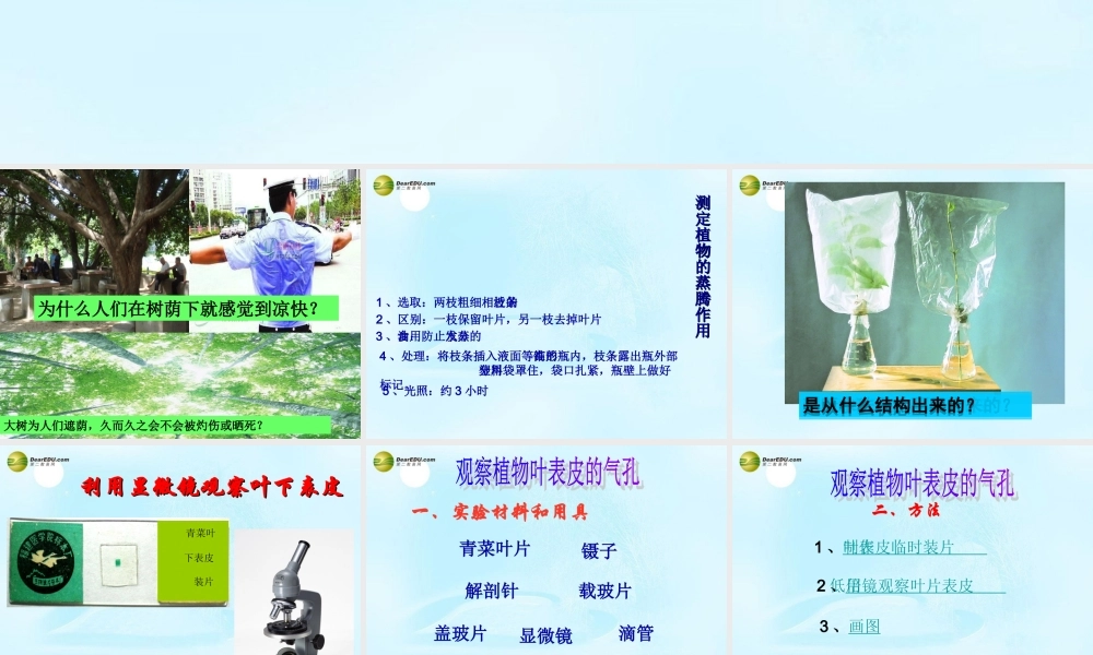 八年级生物上册 绿色植物与生物圈中的水循环课件 苏科版 课件