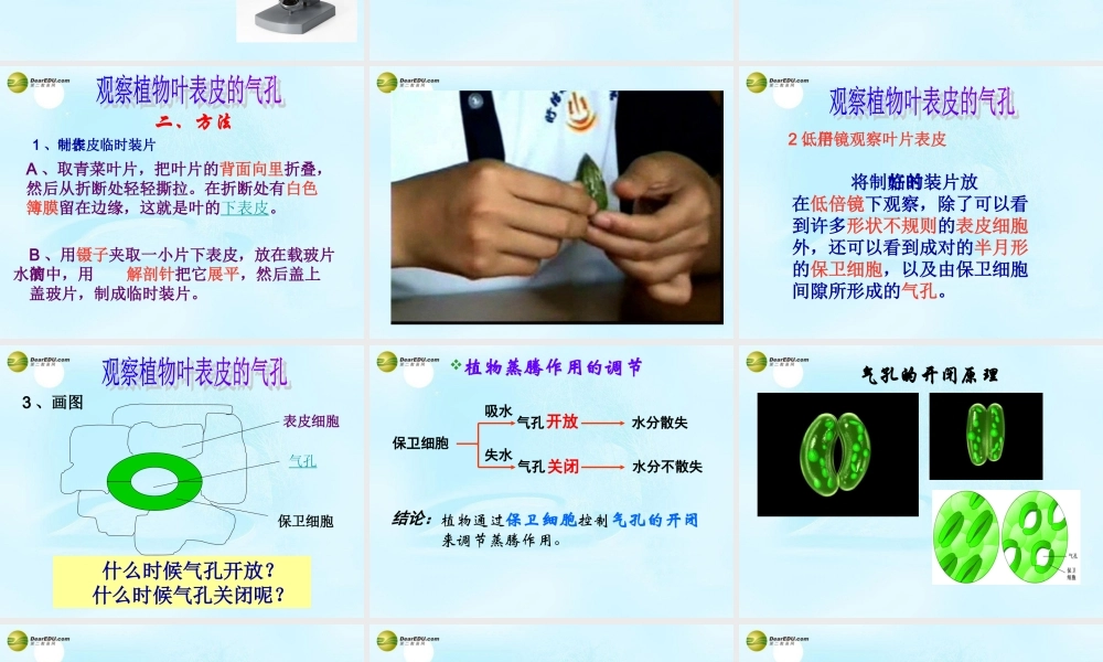 八年级生物上册 绿色植物与生物圈中的水循环课件 苏科版 课件