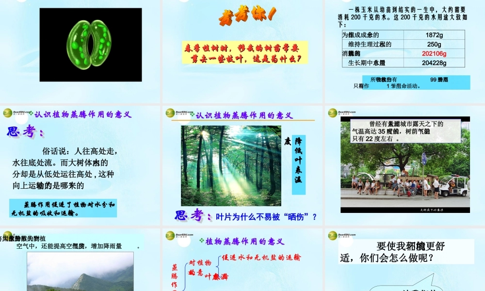 八年级生物上册 绿色植物与生物圈中的水循环课件 苏科版 课件