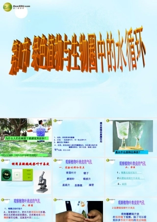 八年级生物上册 绿色植物与生物圈中的水循环课件 苏科版 课件