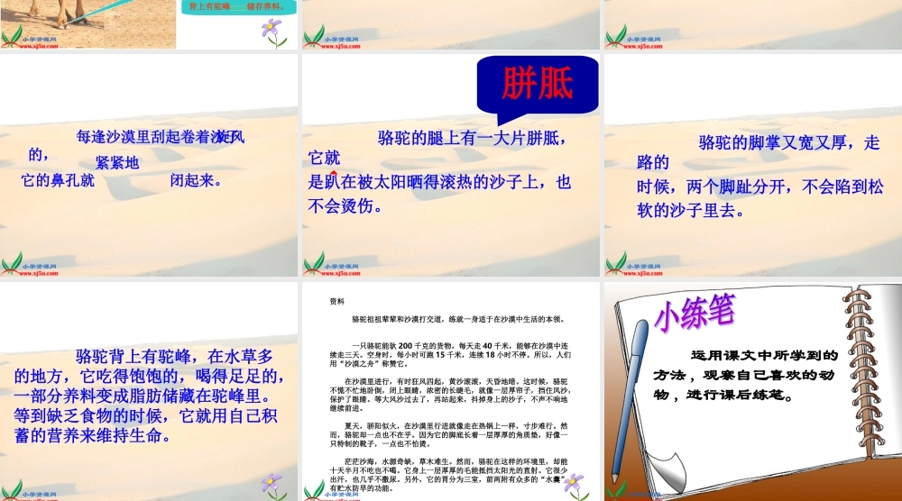 北师大版四年级语文下册《沙漠之舟1》PPT课件