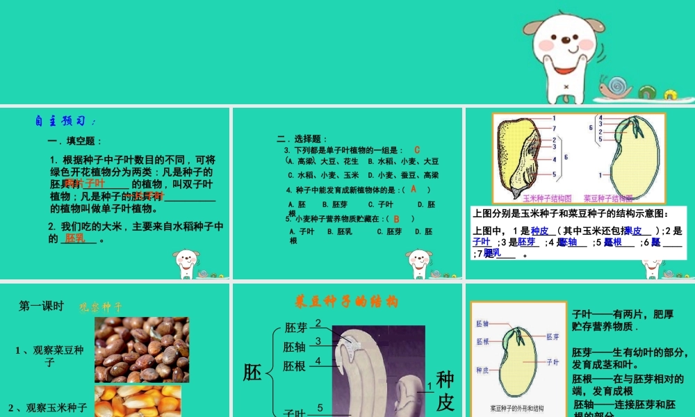 七年级生物上册 3.1.2种子植物课件 (新版)新人教版 课件