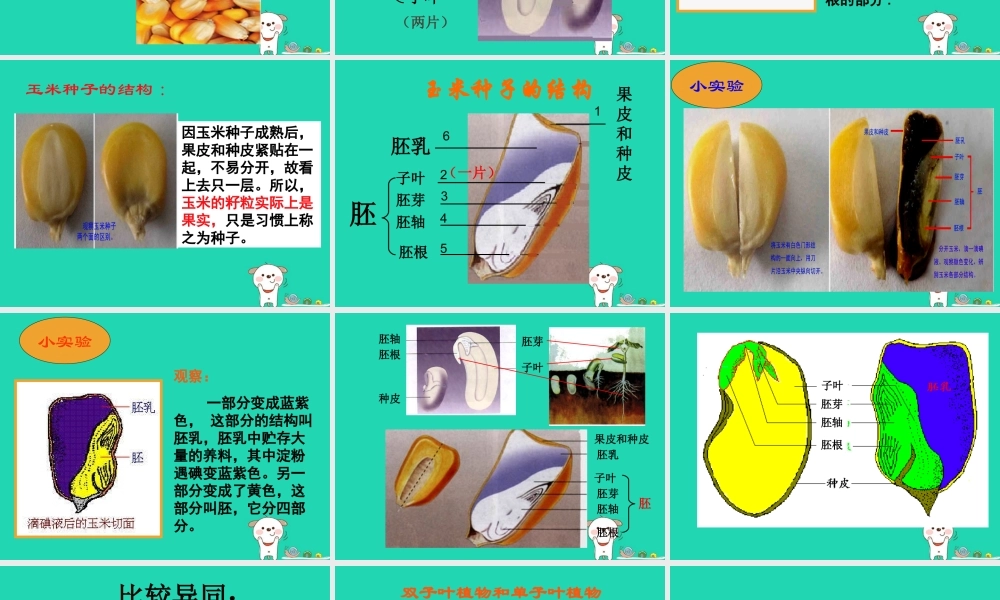 七年级生物上册 3.1.2种子植物课件 (新版)新人教版 课件