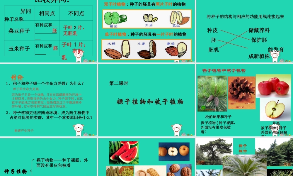 七年级生物上册 3.1.2种子植物课件 (新版)新人教版 课件