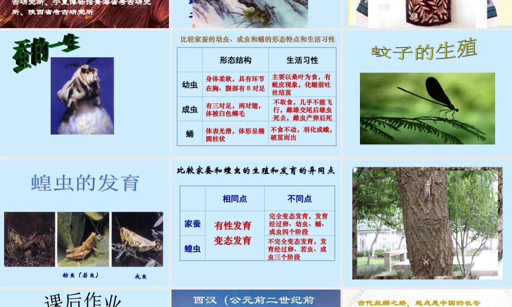 八年级生物新人教版昆虫的生殖和发育ppt2 课件