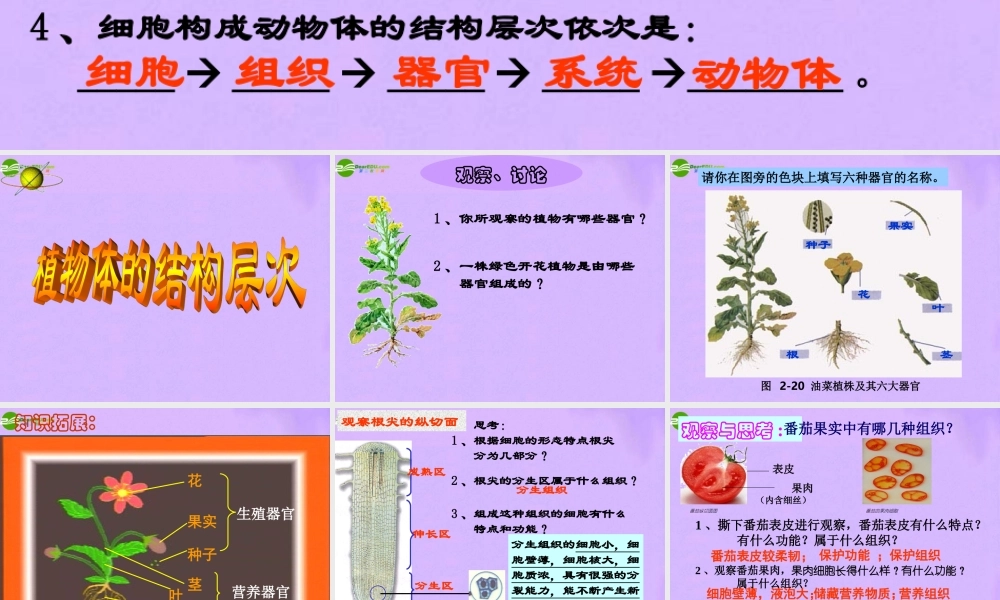 七年级生物上册 植物体的结构层次课件 人教新课标版 课件