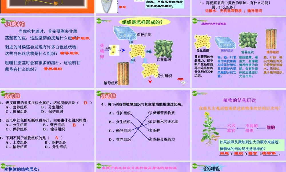 七年级生物上册 植物体的结构层次课件 人教新课标版 课件
