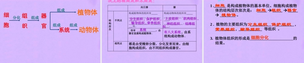 七年级生物上册 植物体的结构层次课件 人教新课标版 课件