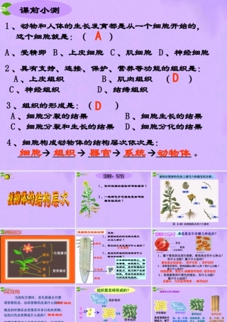 七年级生物上册 植物体的结构层次课件 人教新课标版 课件