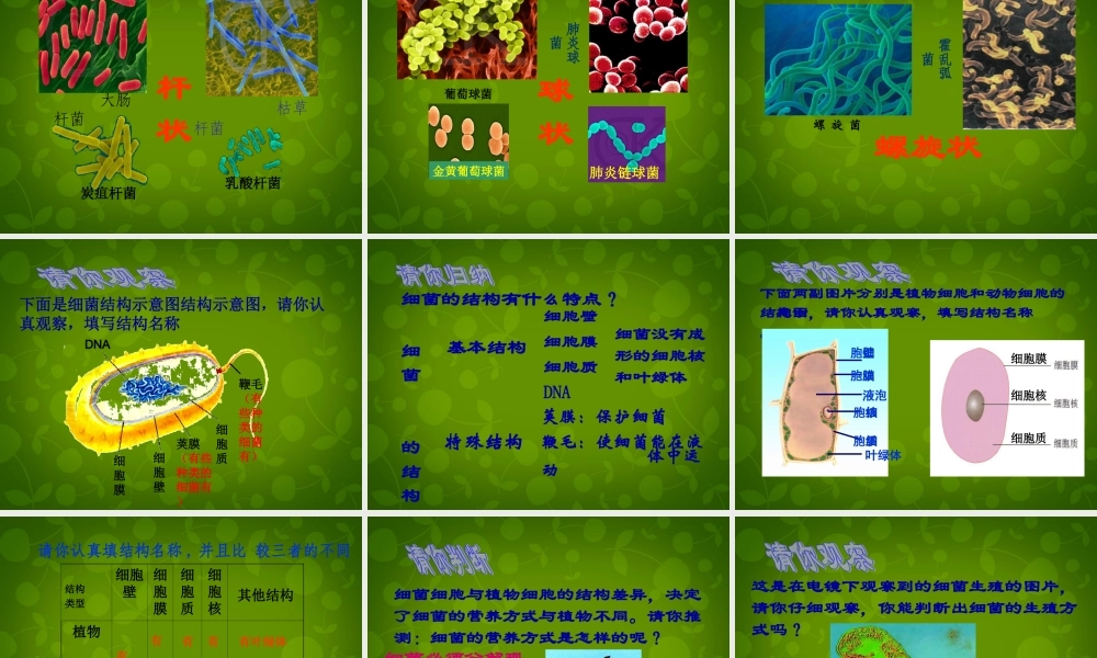 八年级生物上册 5.4.2 细菌课件 新人教版 课件
