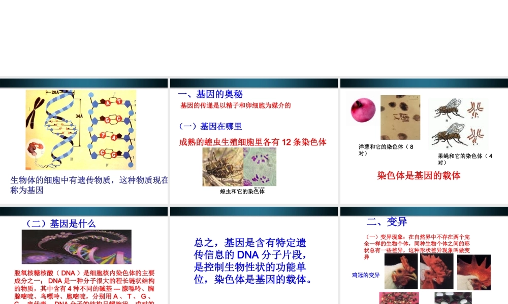 八年级生物上册 第二节生物的遗传物质课件 北京课改版 课件