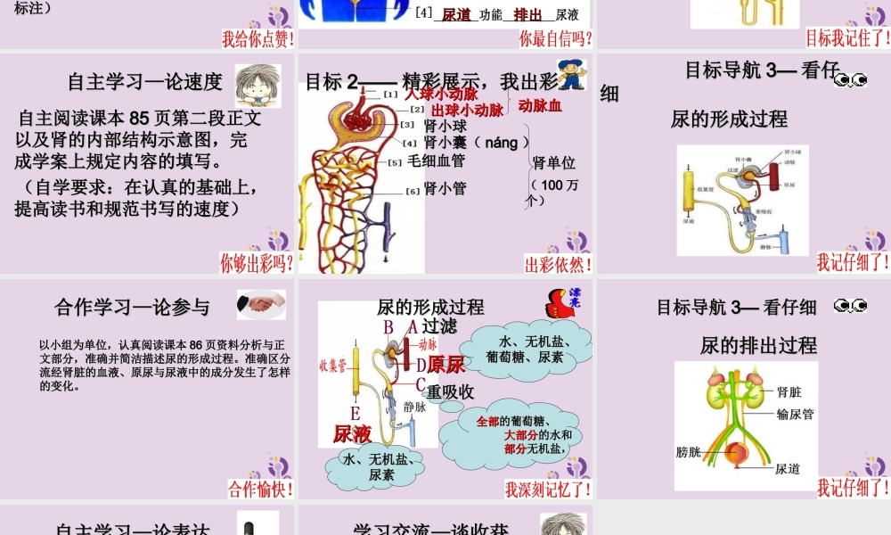七年级生物上册 4.5.1尿的形成和排出课件 鲁科版五四制 七年级生物上册 4.5.1尿的形成和排出课件+教学素材 鲁科版五四制